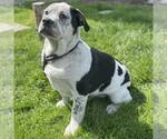 Small #1 Bulldog Mix