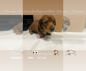 Dachshund Puppy for sale in EAST DOVER, VT, USA