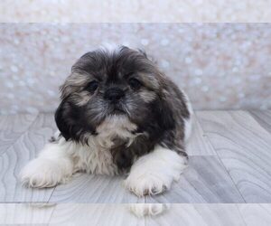 Shih Tzu Puppy for sale in MARIETTA, GA, USA