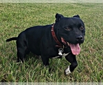 Small Photo #13 Staffordshire Bull Terrier Puppy For Sale in HUMBLE, TX, USA