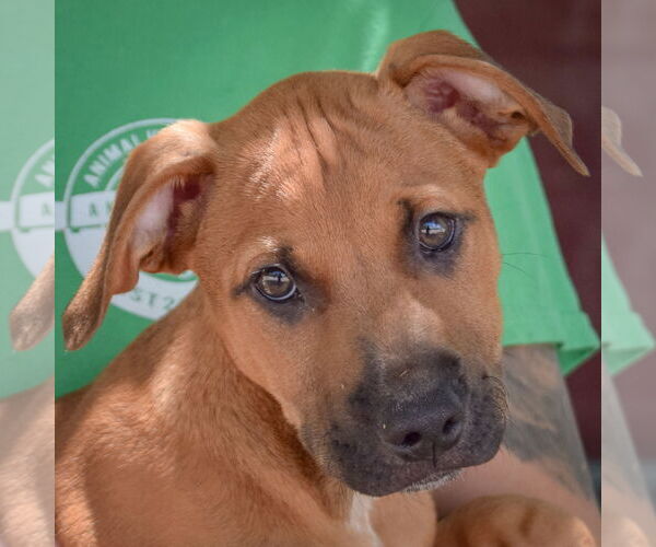 Medium Photo #6 Boxer-German Shepherd Dog Mix Puppy For Sale in Huntley, IL, USA
