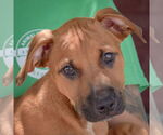 Small #5 Boxer-German Shepherd Dog Mix