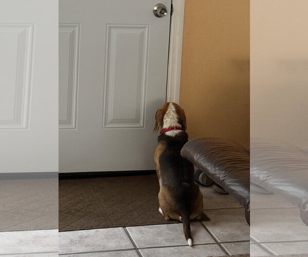 Medium Photo #6 Beagle Puppy For Sale in Dunnellon, FL, USA