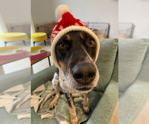 Bluetick Coonhound Dogs for adoption in Holly Springs, NC, USA