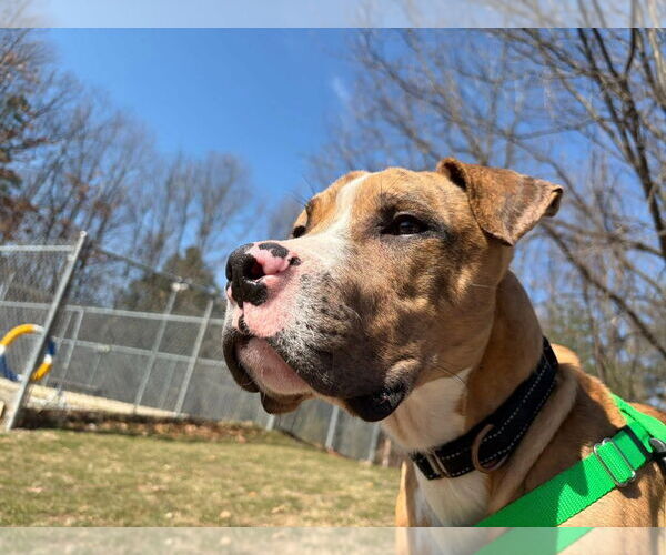 Medium Photo #5 Catahoula Leopard Dog-Unknown Mix Puppy For Sale in Sayreville, NJ, NJ, USA
