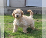 Small Photo #1 English Cream Golden Retriever-Poodle (Miniature) Mix Puppy For Sale in QUARRYVILLE, PA, USA