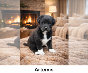 Labrottie Dogs for adoption in Oakhurst, NJ, USA