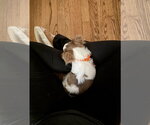 Small #3 Chihuahua Mix