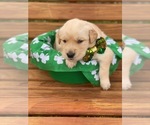 Small Photo #2 Golden Retriever Puppy For Sale in JOPLIN, MO, USA