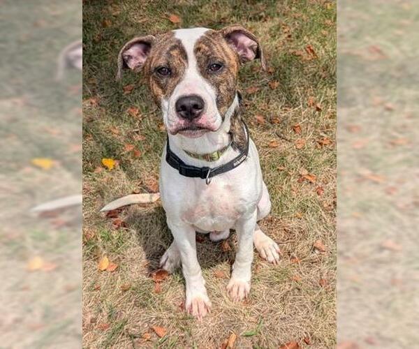 Medium Photo #1 American Pit Bull Terrier-Unknown Mix Puppy For Sale in Akron, OH, USA