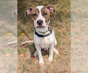 American Pit Bull Terrier-Unknown Mix Dogs for adoption in Akron, OH, USA