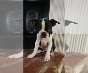 Boston Terrier Puppy for sale in MERCED, CA, USA