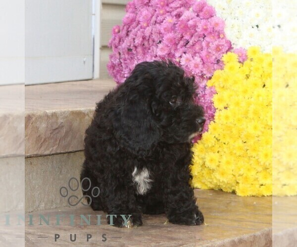 Medium Photo #2 Cavapoo Puppy For Sale in NOTTINGHAM, PA, USA