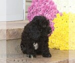 Small #1 Cavapoo