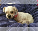 Small #1 Shih Tzu Mix