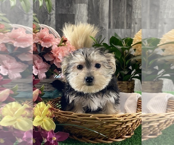 Medium Photo #2 Morkie Puppy For Sale in CANOGA, NY, USA