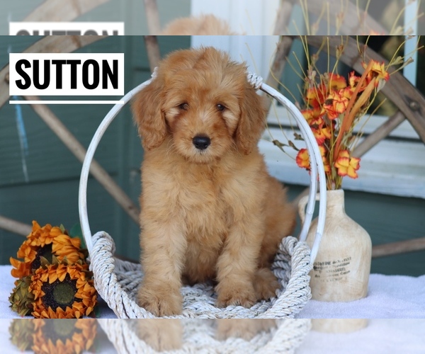 Medium Photo #1 Goldendoodle (Miniature) Puppy For Sale in ITASCA, TX, USA