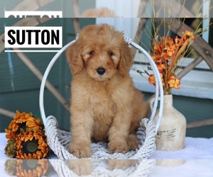 Goldendoodle (Miniature) Puppy for sale in ITASCA, TX, USA