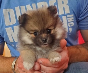 Pomeranian Puppy for sale in NEW BRAUNFELS, TX, USA