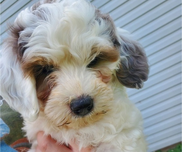 Medium Photo #13 Bernedoodle (Miniature) Puppy For Sale in LEETONIA, OH, USA