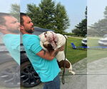 Small #5 Bulldog Mix