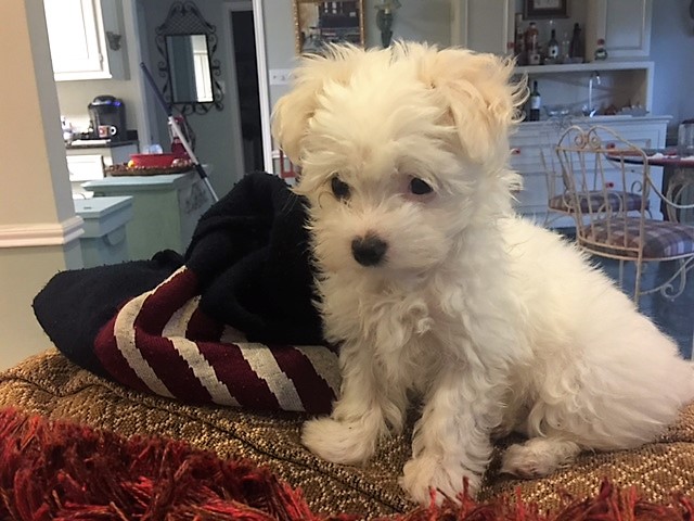Medium Photo #1 Maltese Puppy For Sale in WIMBERLEY, TX, USA