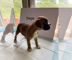 Small Photo #37 Boxer Puppy For Sale in EUREKA, IL, USA