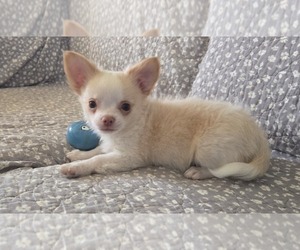 Chihuahua Puppy for sale in OCALA, FL, USA