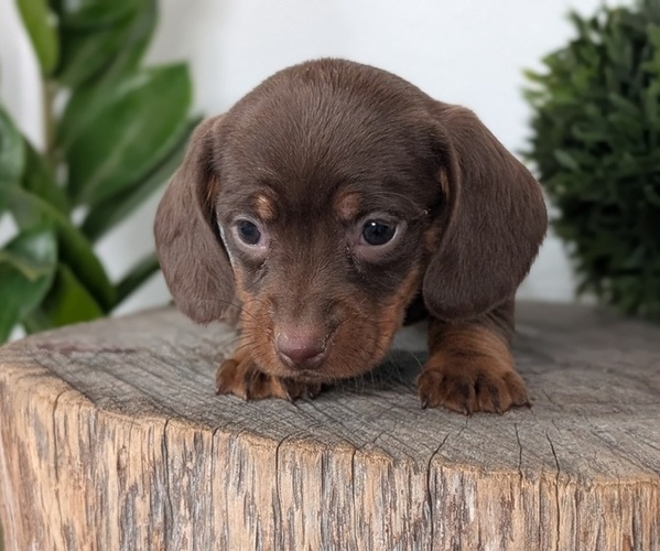 Medium Photo #42 Dachshund Puppy For Sale in GOSHEN, IN, USA