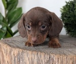 Small #12 Dachshund
