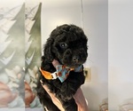 Puppy Puppy 1 YorkiePoo