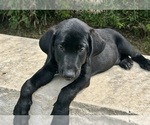 Small #1 Australian Cattle Dog-Labrador Retriever Mix