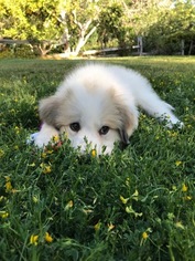 Great Pyrenees Puppy for sale in CAMARILLO, CA, USA