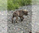 Small #3 American Bandogge mastiff