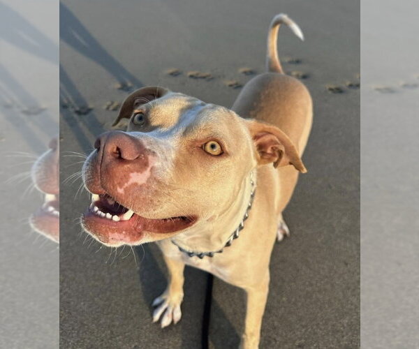 Medium Photo #5 American Staffordshire Terrier Puppy For Sale in Fort Pierce, FL, USA