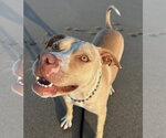 Small #4 American Staffordshire Terrier