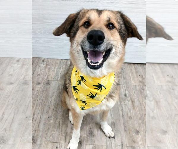 Medium Photo #5 German Shepherd Dog Puppy For Sale in Murfreesboro, NC, USA