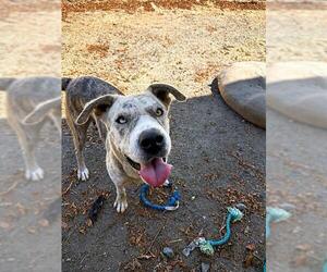 Mutt Dogs for adoption in Chula Vista, CA, USA