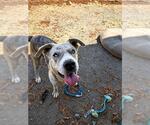 Small Mutt