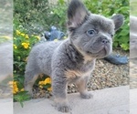 Small Photo #13 French Bulldog Puppy For Sale in LAS VEGAS, NV, USA