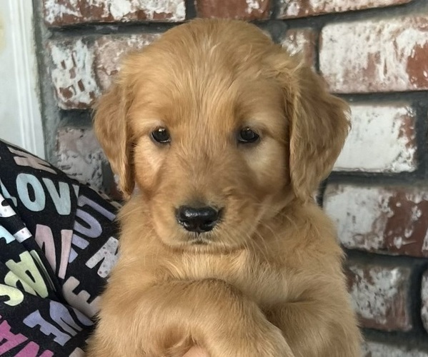 Medium Photo #12 Golden Retriever Puppy For Sale in FRESNO, CA, USA