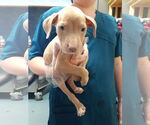 Small #1 American Pit Bull Terrier Mix