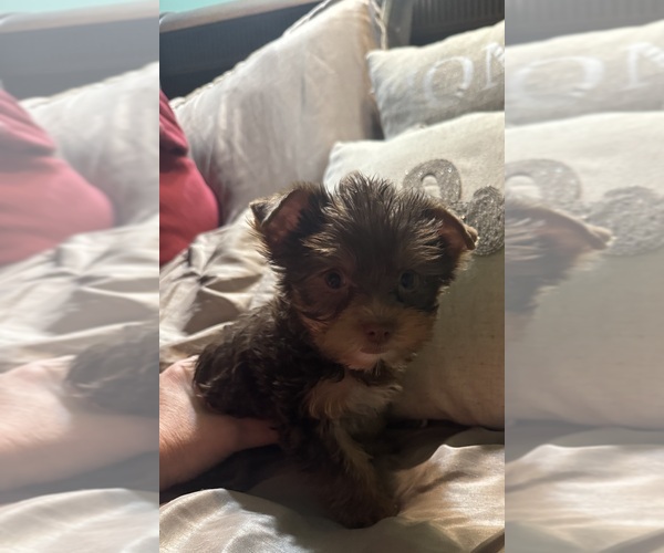 Medium Photo #2 Yorkshire Terrier Puppy For Sale in CAMBY, IN, USA