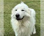 Small #1 Great Pyrenees