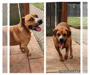 Black Mouth Cur Dogs for adoption in columbia, SC, USA