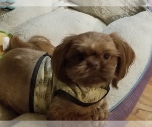 Mother of the Shih Tzu puppies born on 07/06/2026