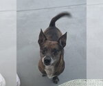 Small #1 Chihuahua Mix