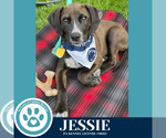 Small #4 Labrador Retriever Mix