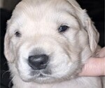 Small Photo #31 Golden Retriever Puppy For Sale in MODESTO, CA, USA