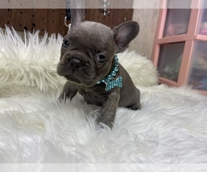 French Bulldog Puppy for sale in PUYALLUP, WA, USA
